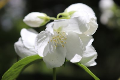 Philadelphus coronarius - pustoryl věncový - květ